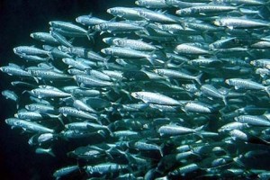 sardine school